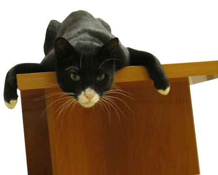 【毎日カゾク】カメのような猫