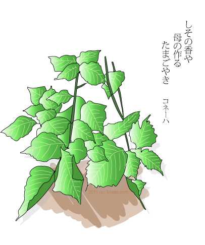 保護中: 【毎日カゾク】紫蘇